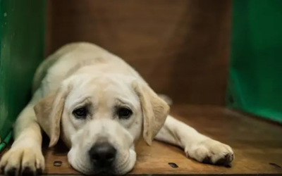 Volonterska akcija “❤️za šapice”